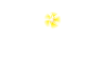 Plumeria プルメリア 